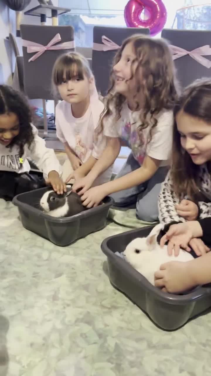 Netherland Dwarf rabbits for sale: Friendly Netherland Dwarf Rabbits with Large Hutch - Video 1