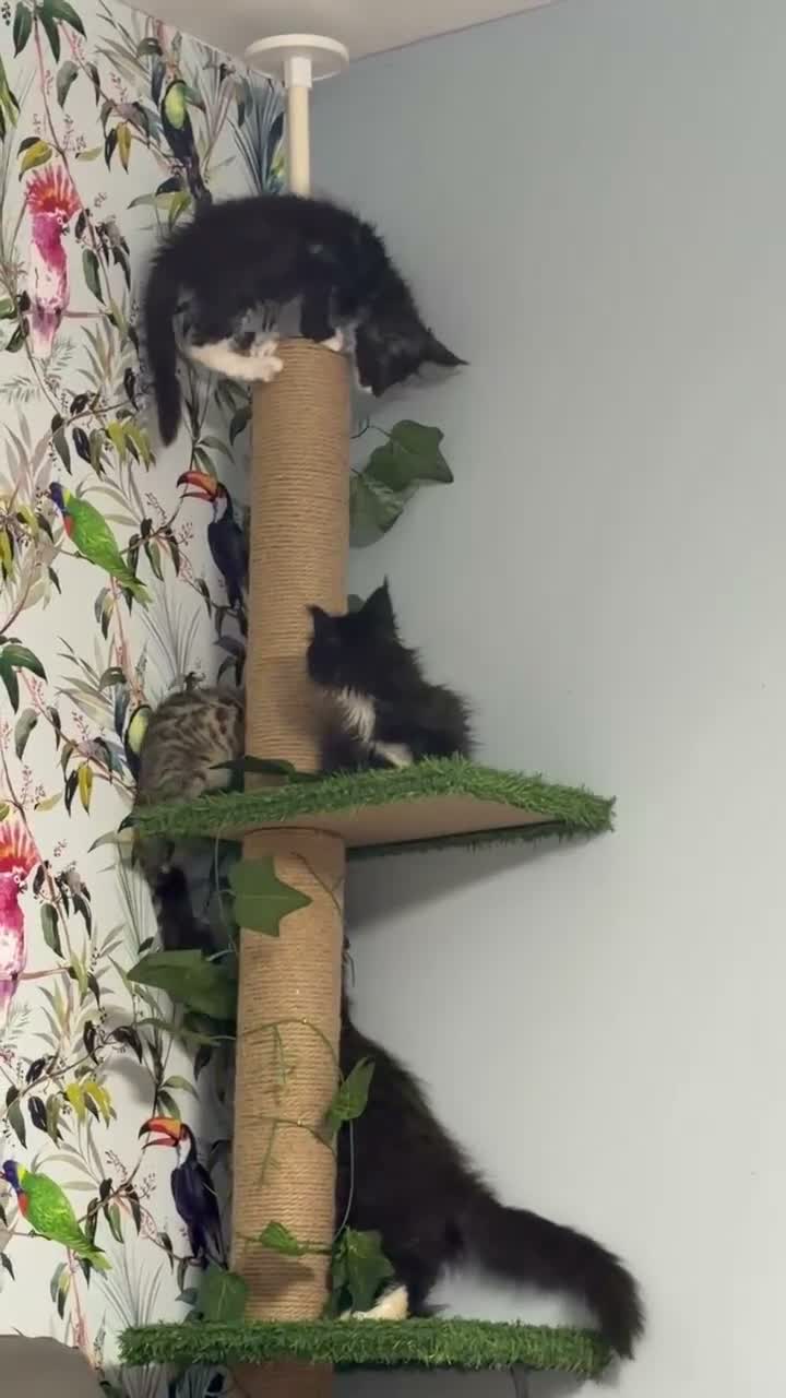 Maine Coon cats for sale: Gorgeous XL Russian line Maine Coon Kittens - Video 1