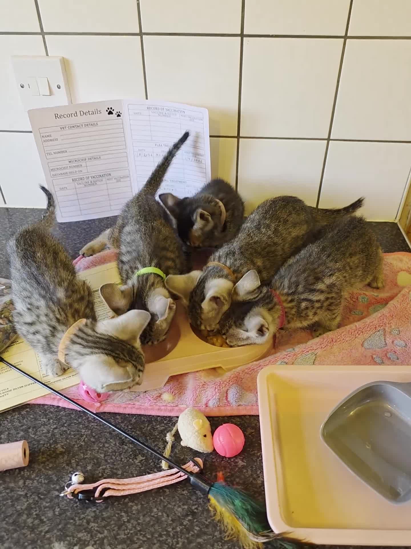 Bengal cats for sale: Bengal charcoal silver kittens from snow linx  - Video 3