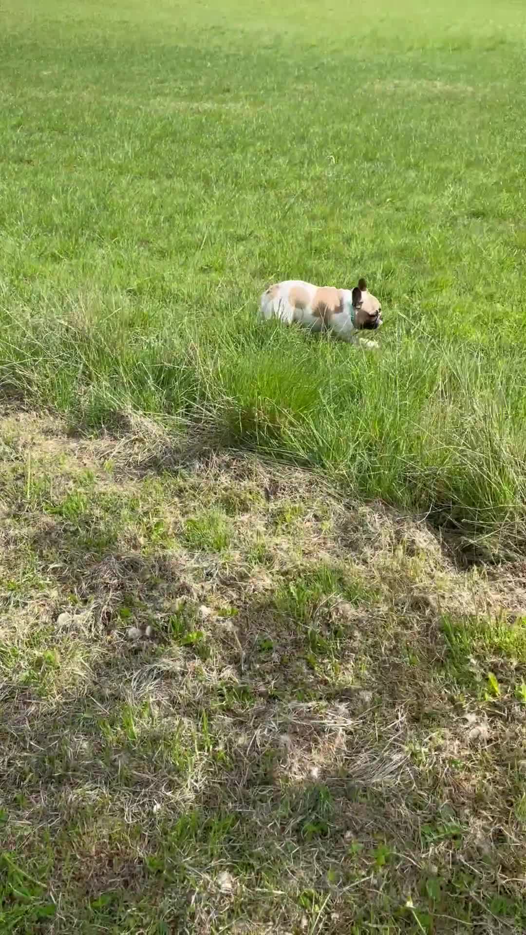 French Bulldog dogs for sale: Perfect sweet boy looking for new home  - Video 3