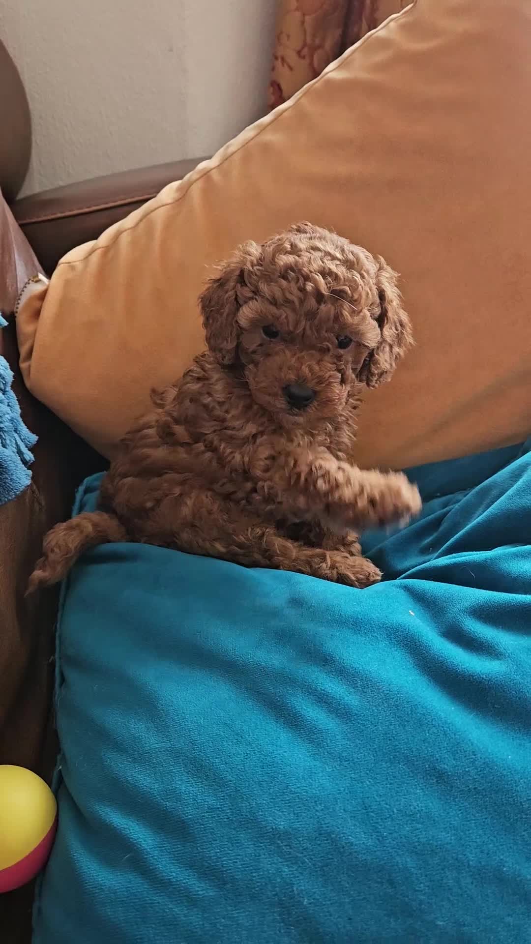 Toy Poodle dogs for sale: Beautiful red toy poodles  - Video 5