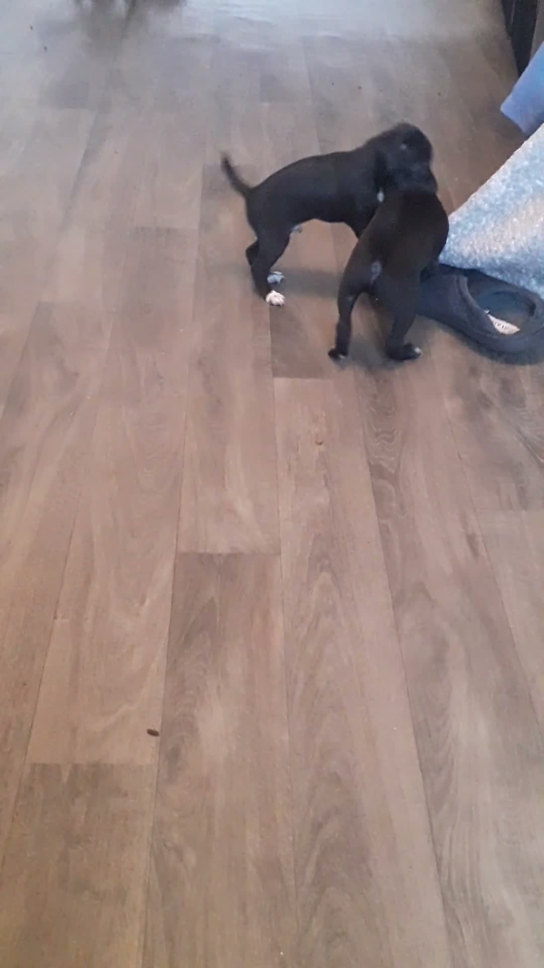 Italian Greyhound dogs for sale: Italian greyhound pups - Video 2