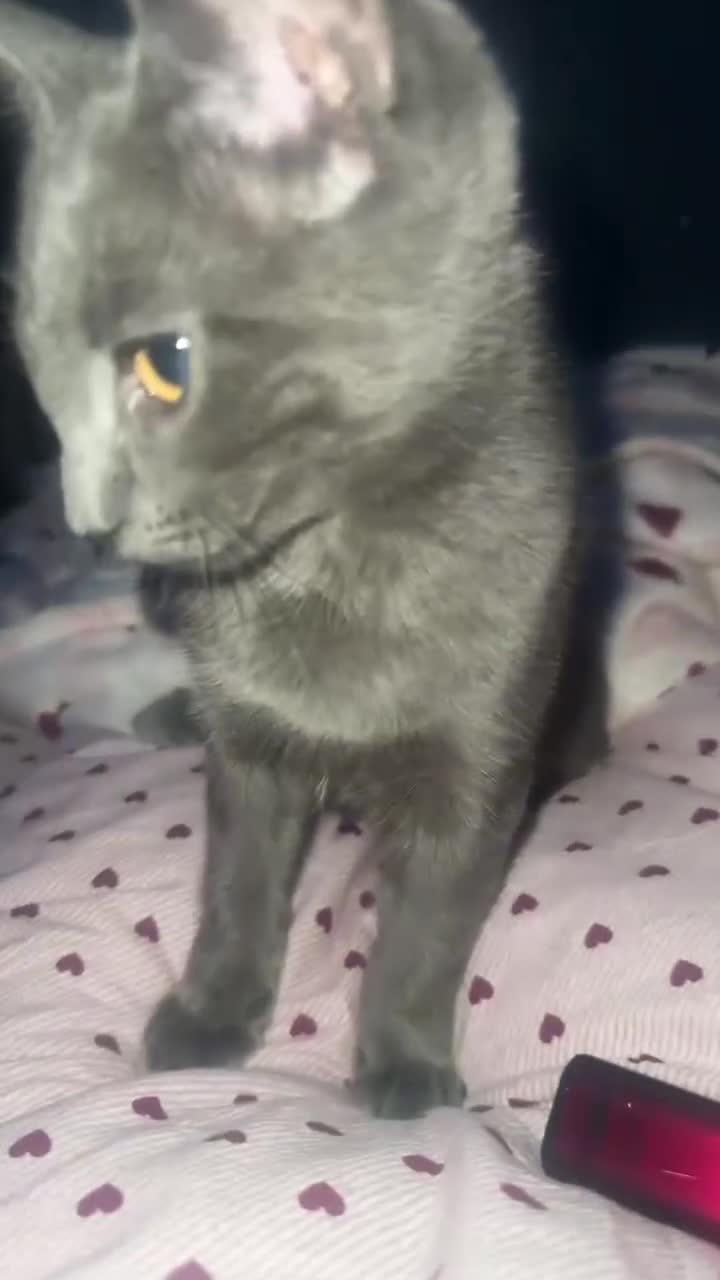 Russian Blue cats for sale: Female  - Video 3
