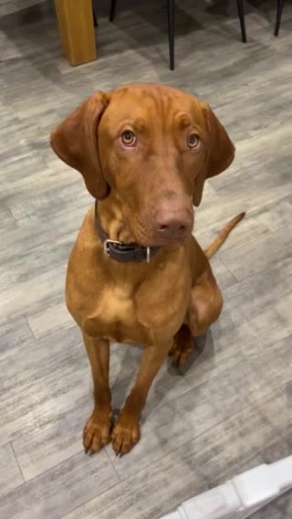Hungarian Vizsla dogs for stud: Proven KC Registered Hungarian Vizsla in Reading - Video 1