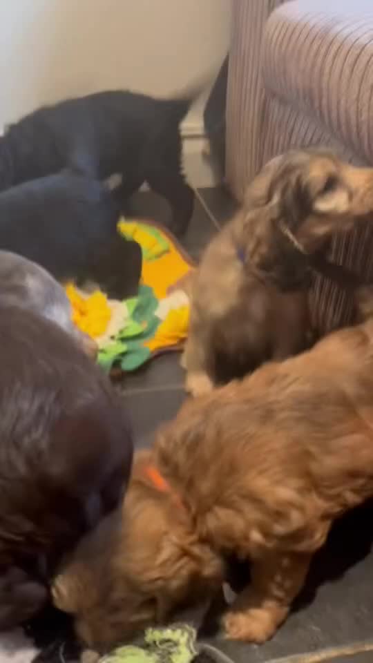 Cockapoo dogs for sale: Beautiful fully DNA tested show Cockapoo puppies - Video 1