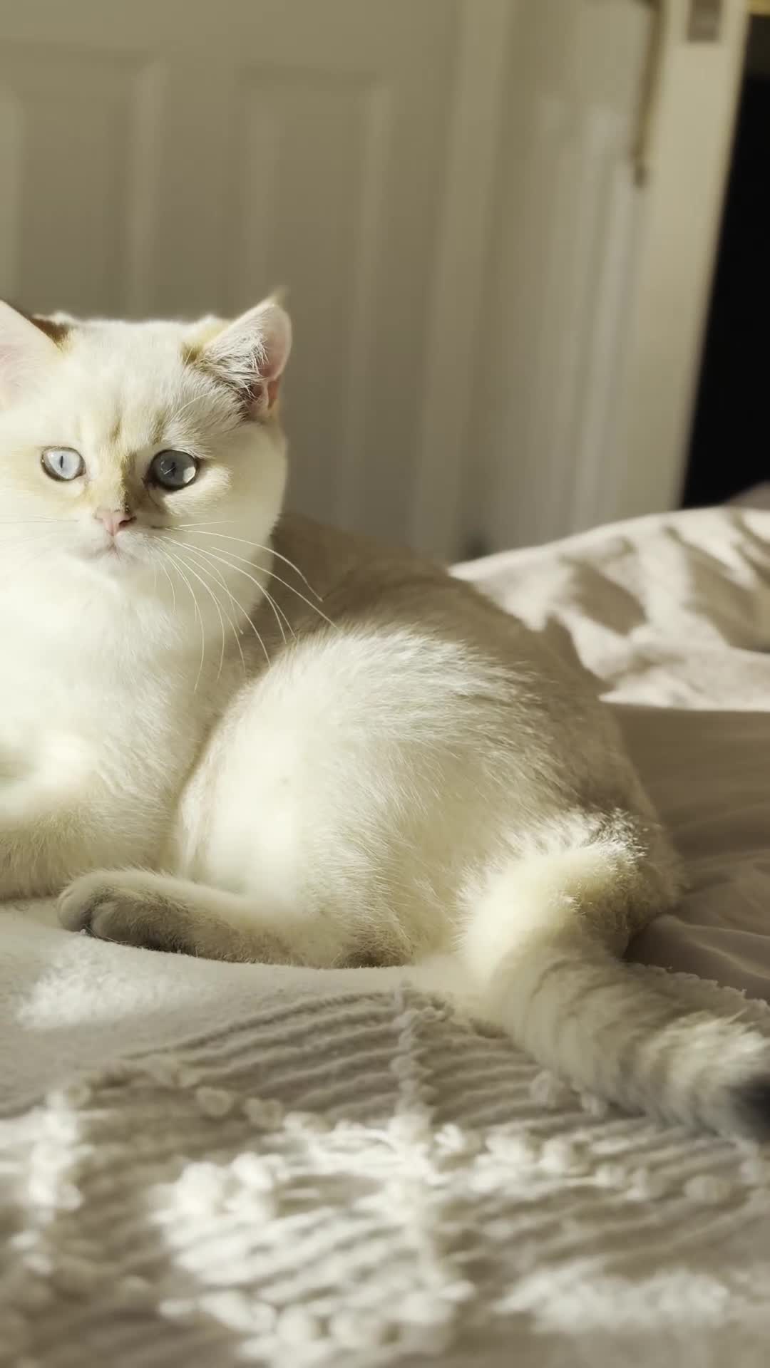 British Shorthair cats for sale: TICA British Shorthair Kittens Champion bloodline in Bedford - Video 2