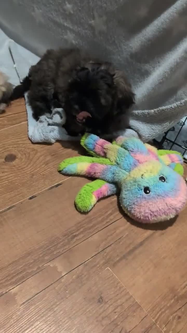 Mixed Breed dogs for sale: READY NOW. Shihpoo / shihpoochon  in Lincoln - Video 1