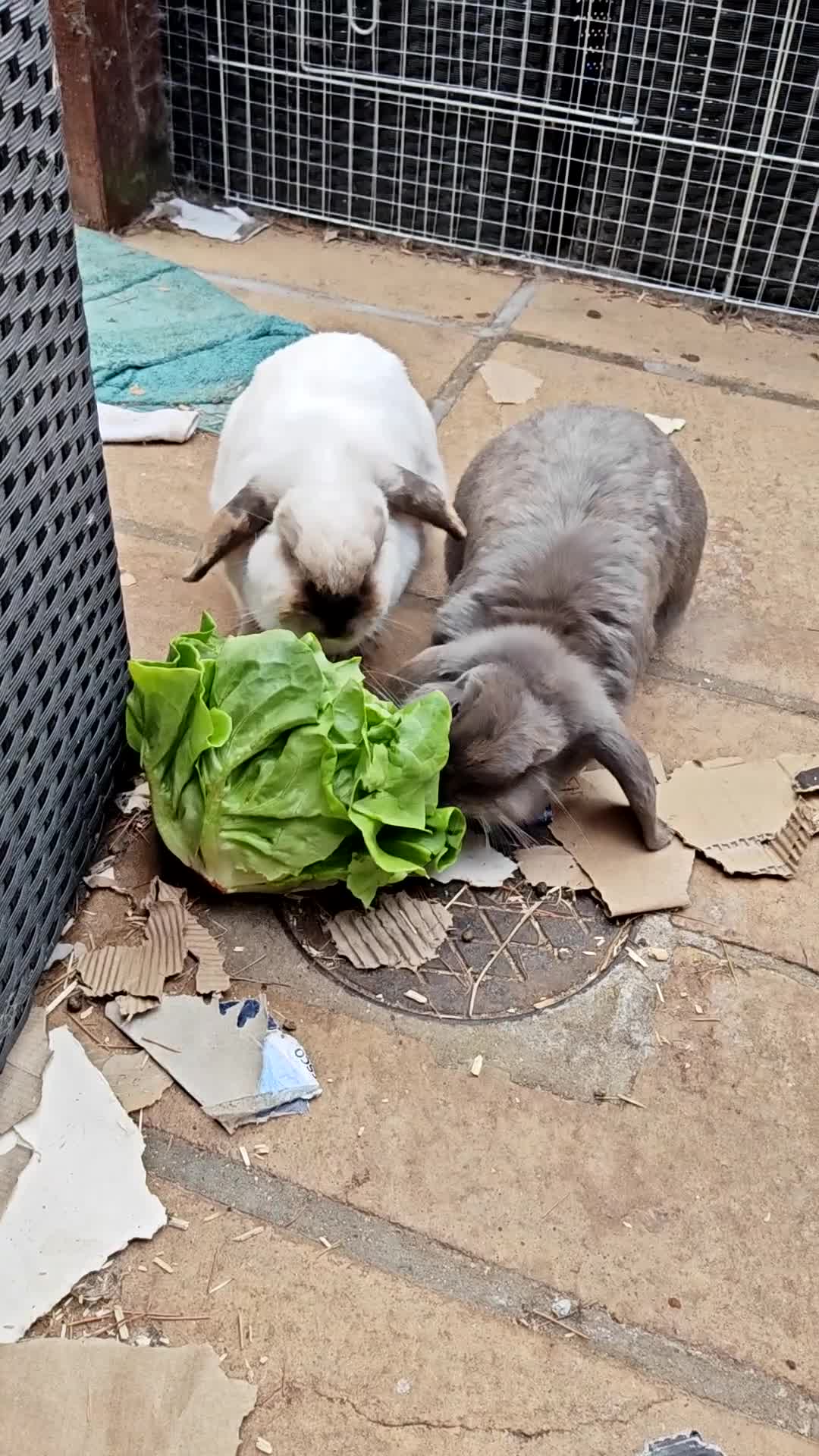 Mini Lop rabbits for sale: Female bonded rabbits  - Video 1