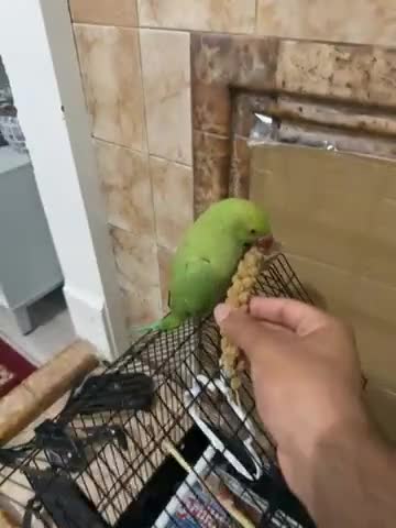 Ringnecks birds for sale: Green ring neck parrot - Video 1