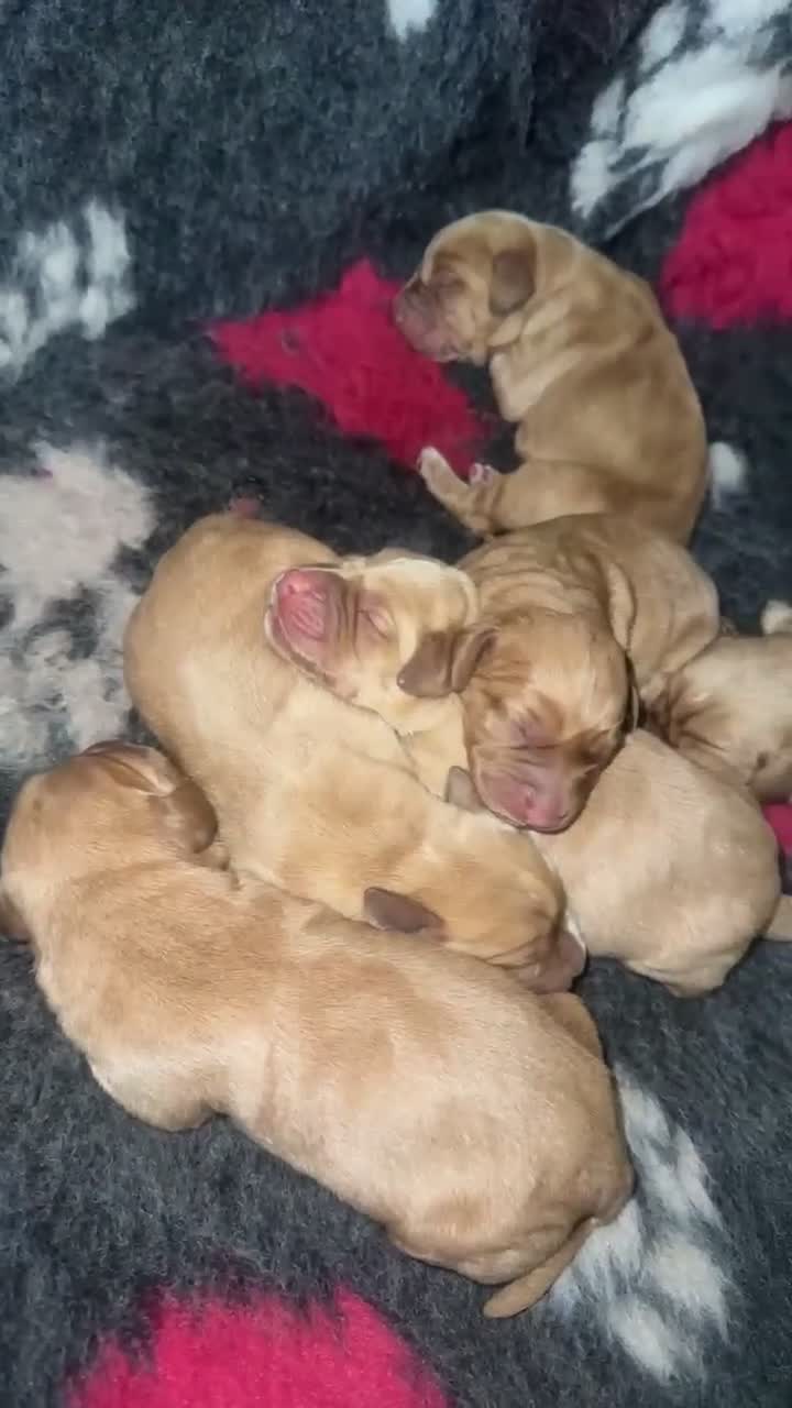 Cockerdor dogs for sale: 6 BEAUTIFUL COCKERDORS  - Video 1