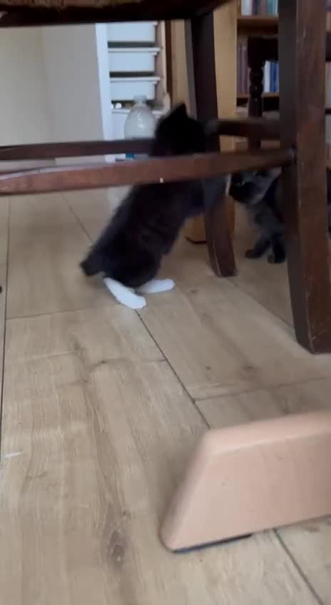 Mixed Breed cats for sale: Tabby - Video 5