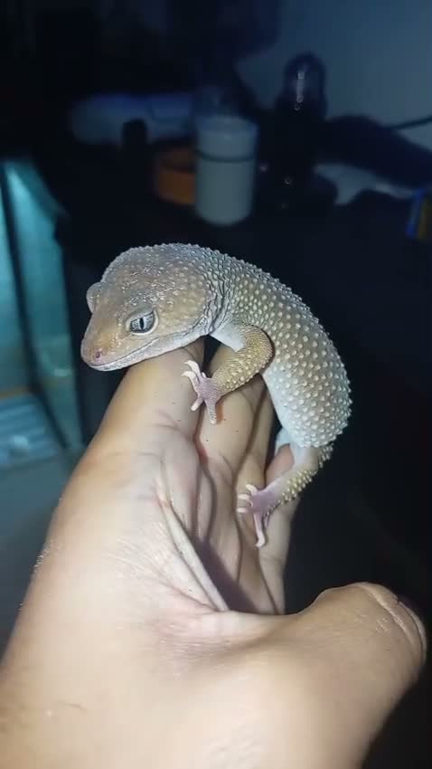 Mixed Breed reptiles for sale: Mix  replites available free delivery possible  - Video 3