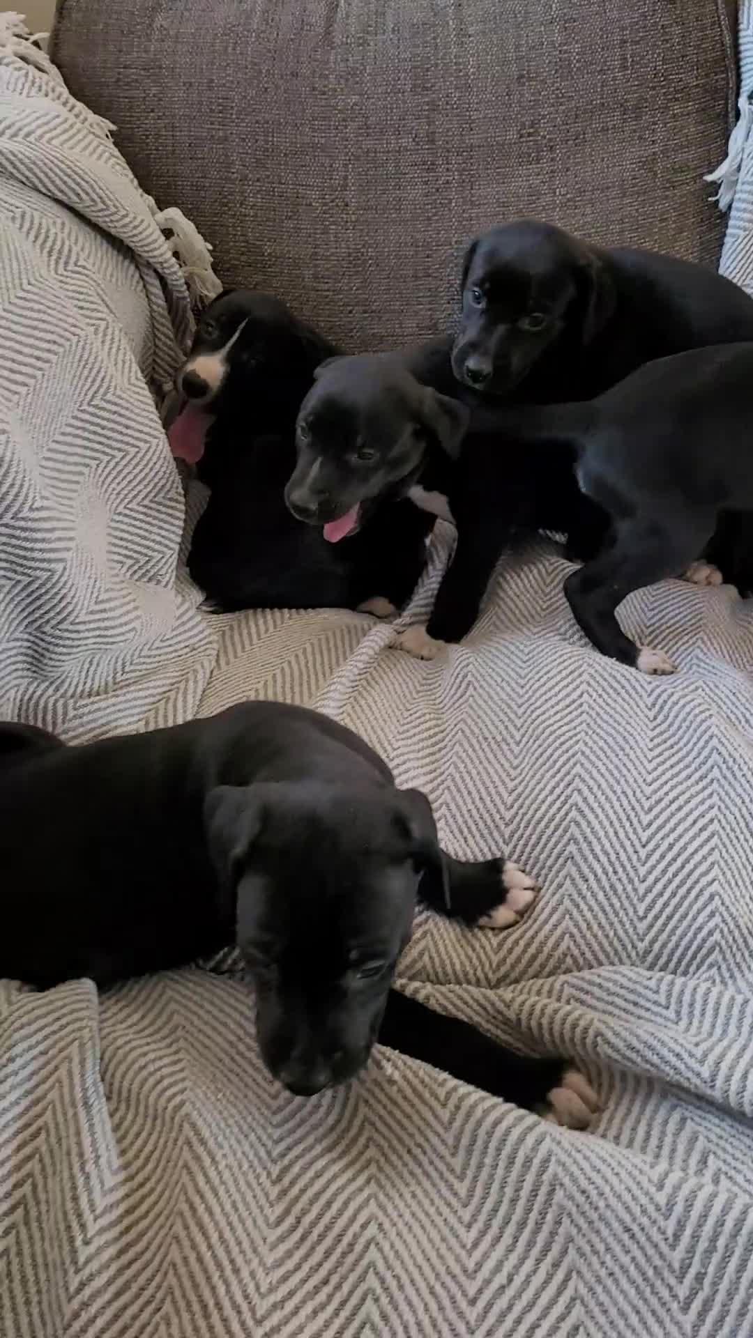 Lurcher dogs for sale: Greyhound x Lurcher Pups - Video 1