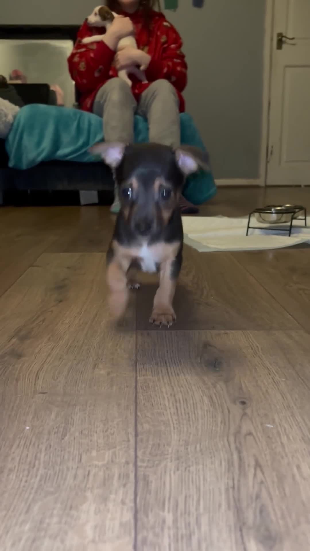 Jack Russell dogs for sale: Jack Russell’s  - Video 4