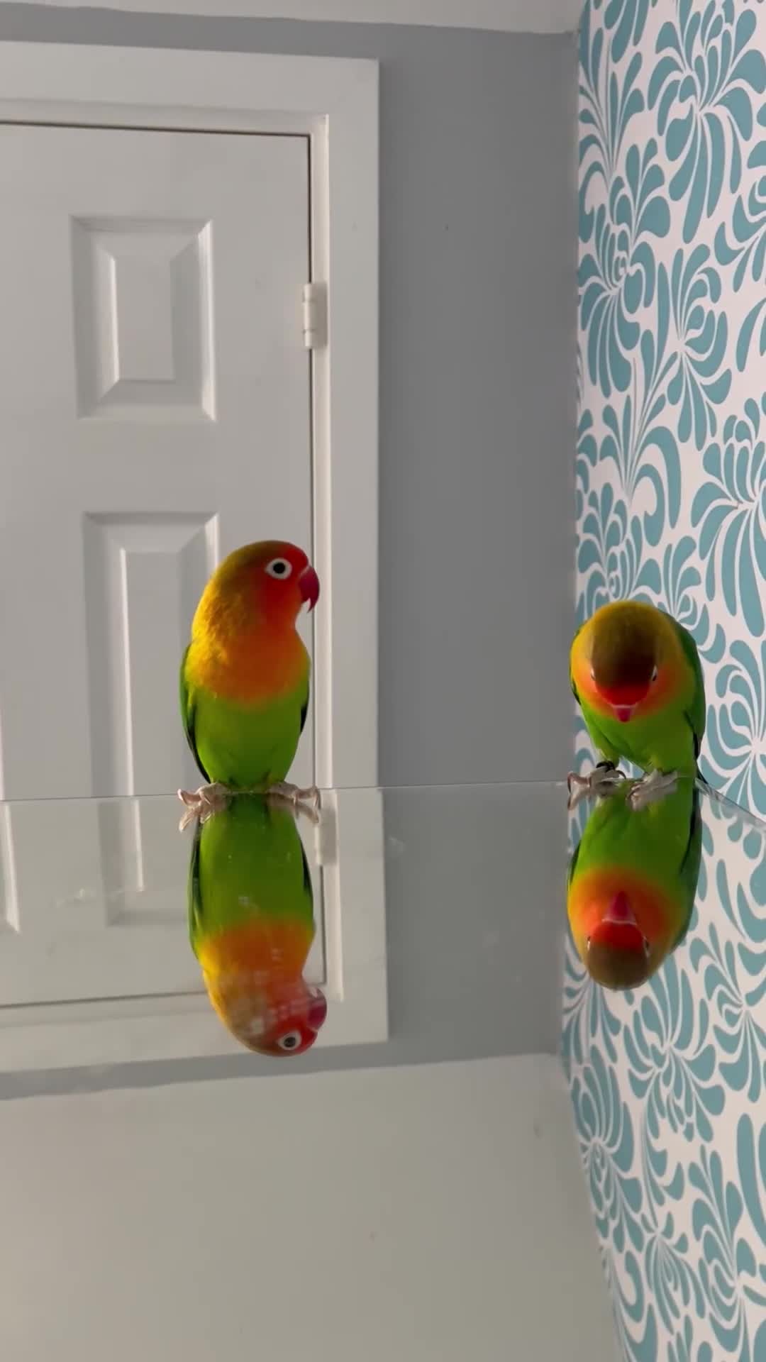 Lovebirds birds for sale: 2 Love lovebirds for sale!!  - Video 1