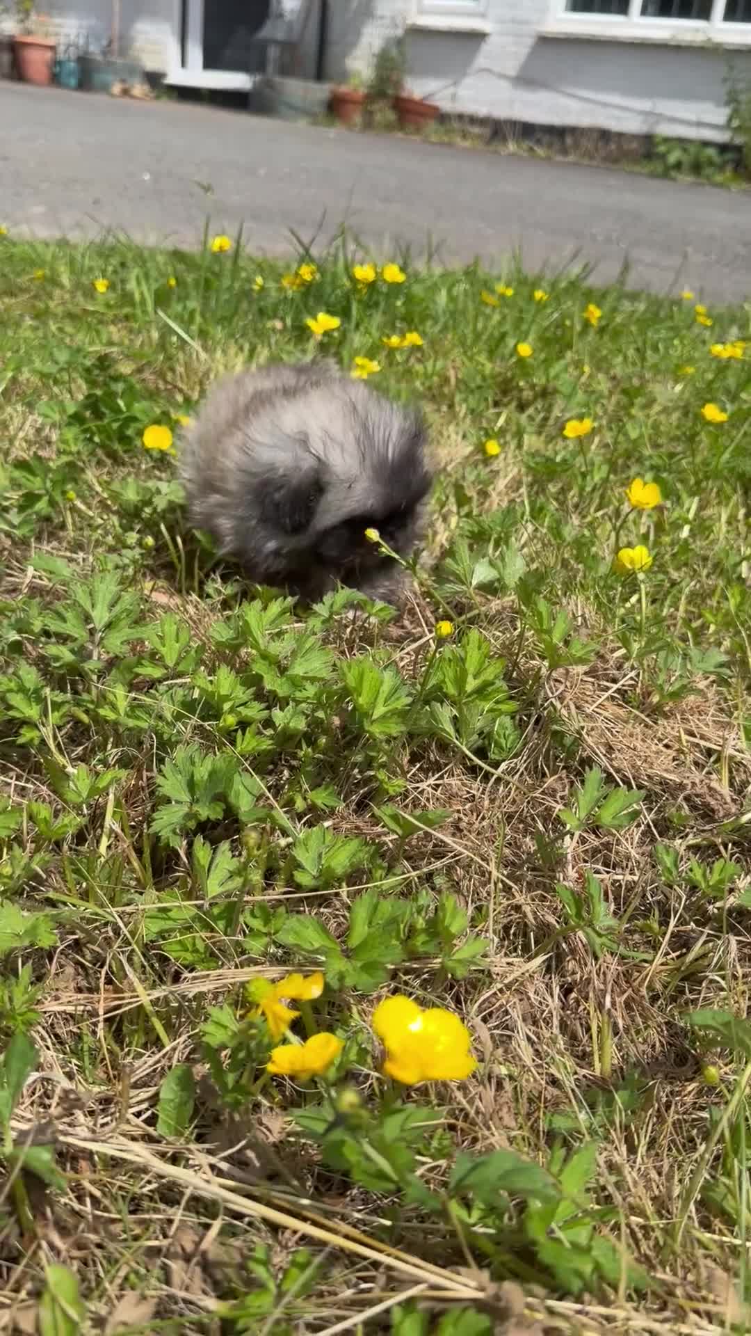 Pekingese dogs for sale: Kc sable Blk mask Pekingnese Russian lines - Video 3