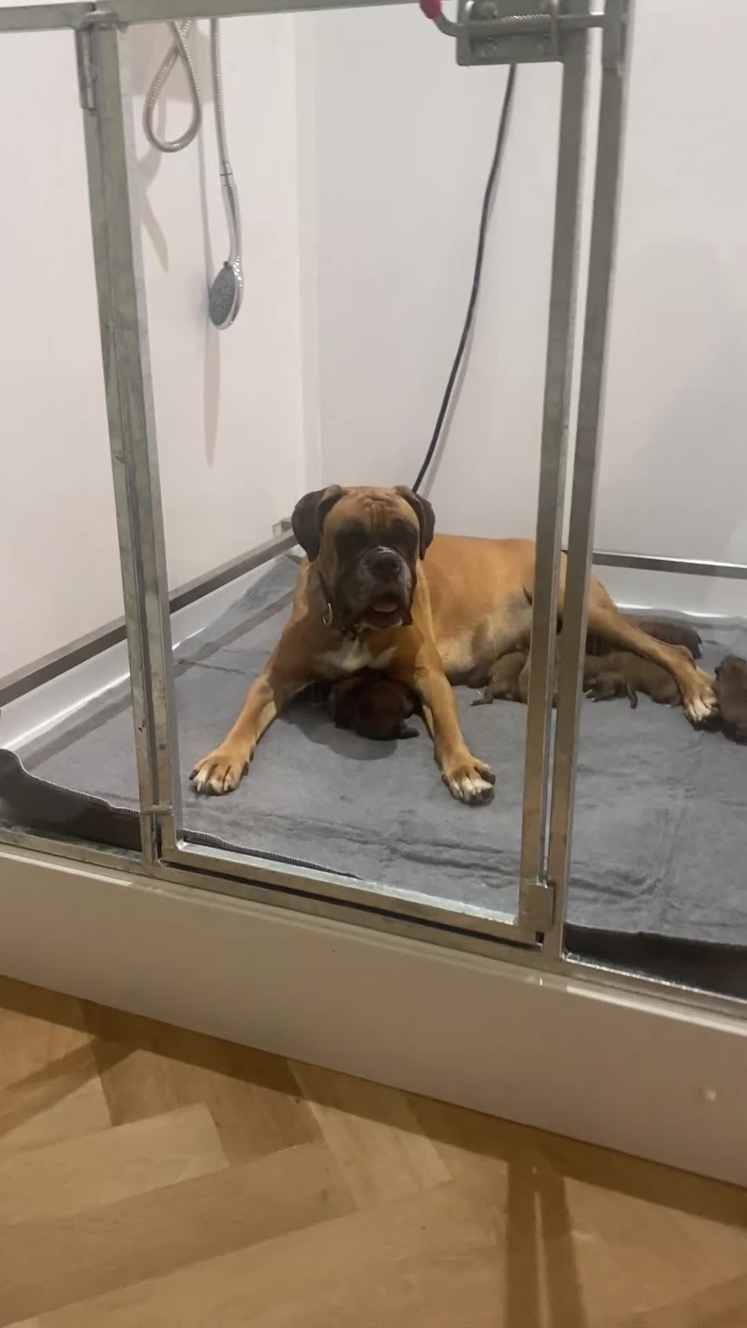 Boxer dogs for sale: 27 Champion bloodline red and black mask boxers - Video 1