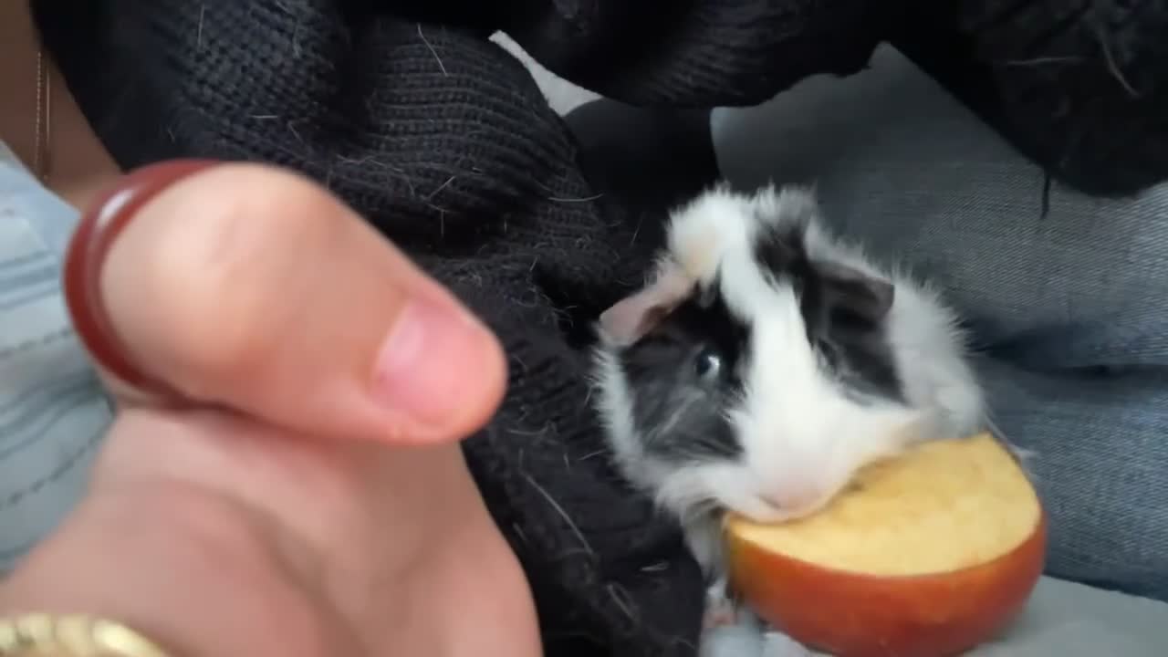 Guinea Pig rodents for sale: Two beautiful male guinea pigs  to rehome  - Video 1