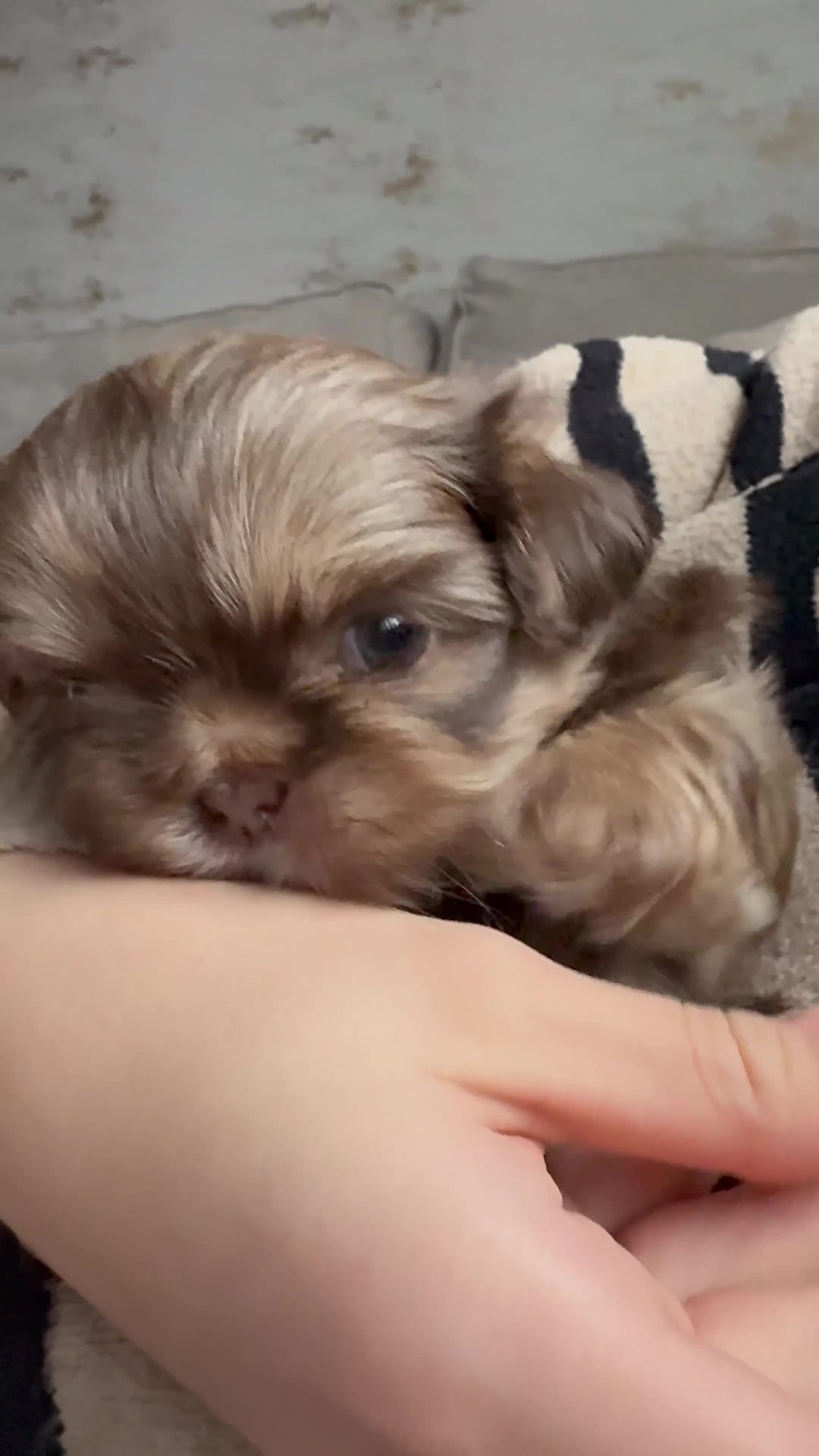 Shih Tzu dogs for sale: Shih tzu  - Video 2