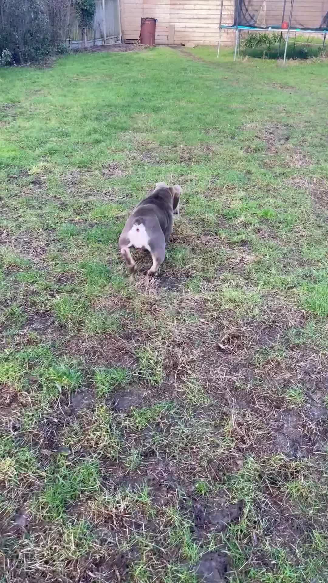 English Bulldog dogs for sale: Beautiful English bulldog female - Video 2