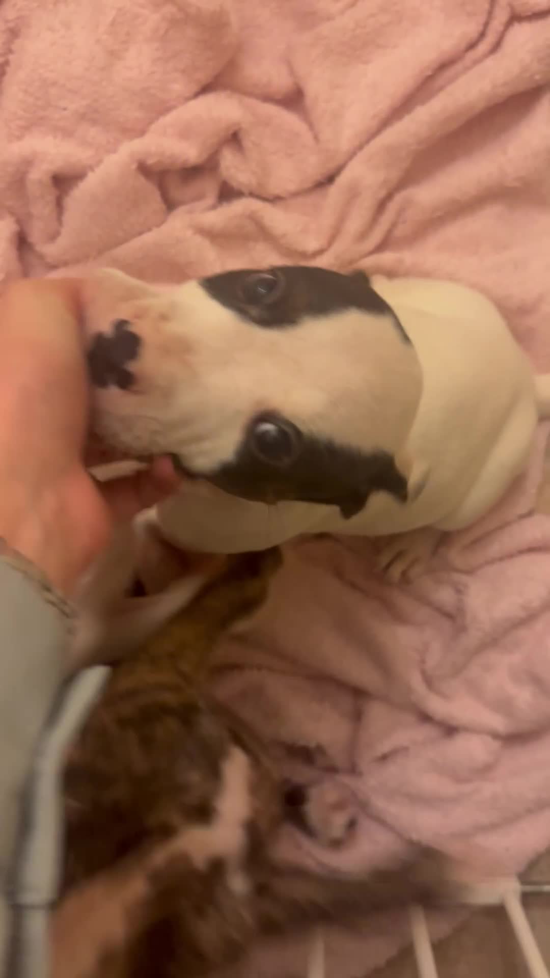 Mixed Breed dogs for sale: American bulldog x staffy 🐶 - Video 3