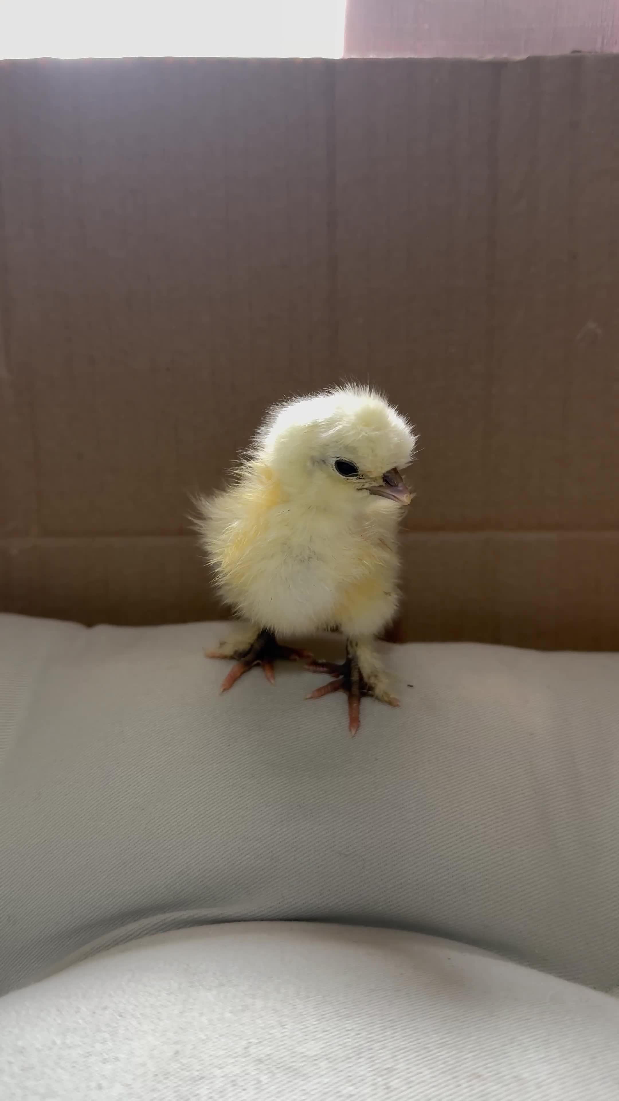 Mixed Breed poultry for sale: Adorable Silkie , Serama & Pekin Chicks - Video 2
