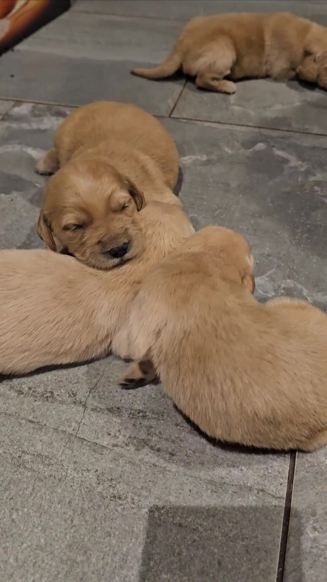 Golden Retriever dogs for sale: KC registered pedigree Golden Retriever pups - Video 1