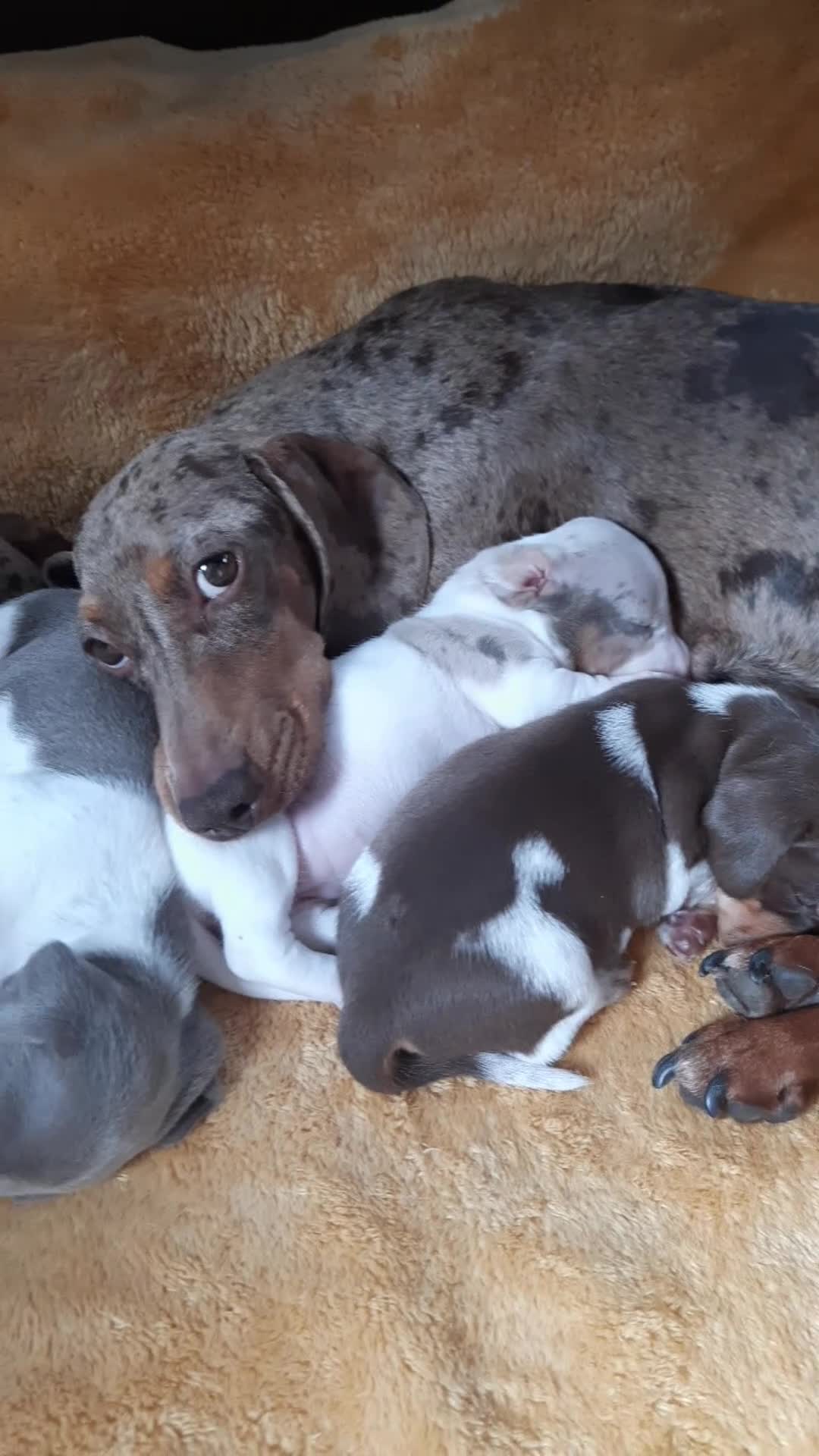 Miniature Dachshund dogs for sale: Beautiful litter of miniature dachshunds.9weeksold - Video 5