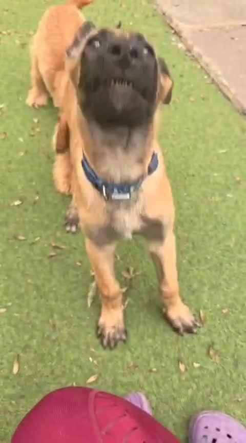 Belgian Shepherd Dog dogs for sale: KC Reg Belgian Shepherd Malinois pups for sale in Newport - Video 1