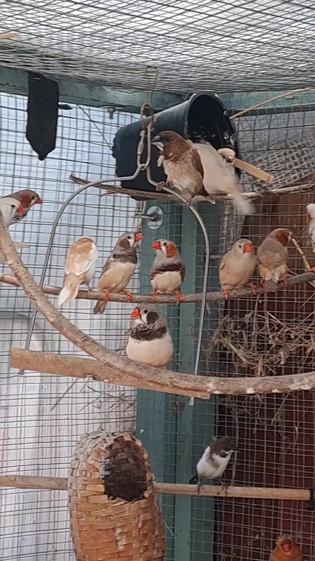 Finches birds for sale: Finches - Video 1