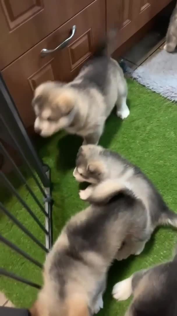 Alaskan Malamute dogs for stud: Alaskan Malamute Stud Proven in Darwen - Video 5