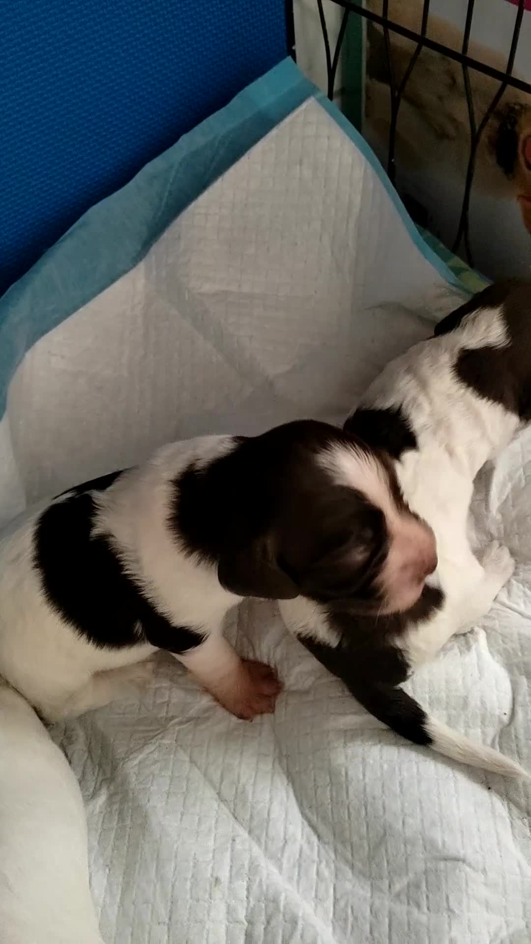 English Springer Spaniel dogs for sale: 🌟 Beautiful Springer Spaniel Litter - Video 3