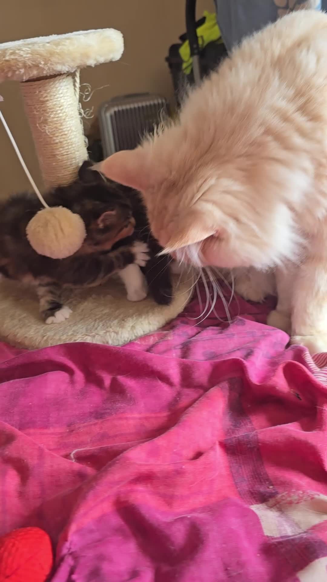 Maine Coon cats for stud: Eric Cartman - Video 1