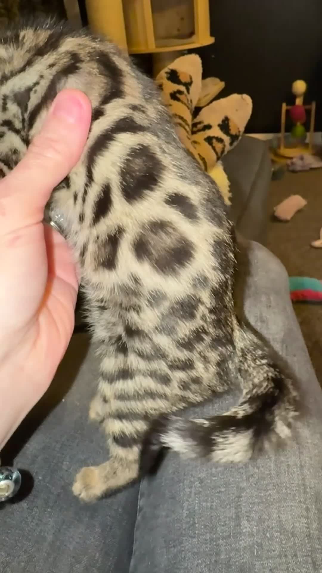 Bengal cats for sale: 🏆Show winning parents. 7 Stunning Bengal Babies💯 - Video 4