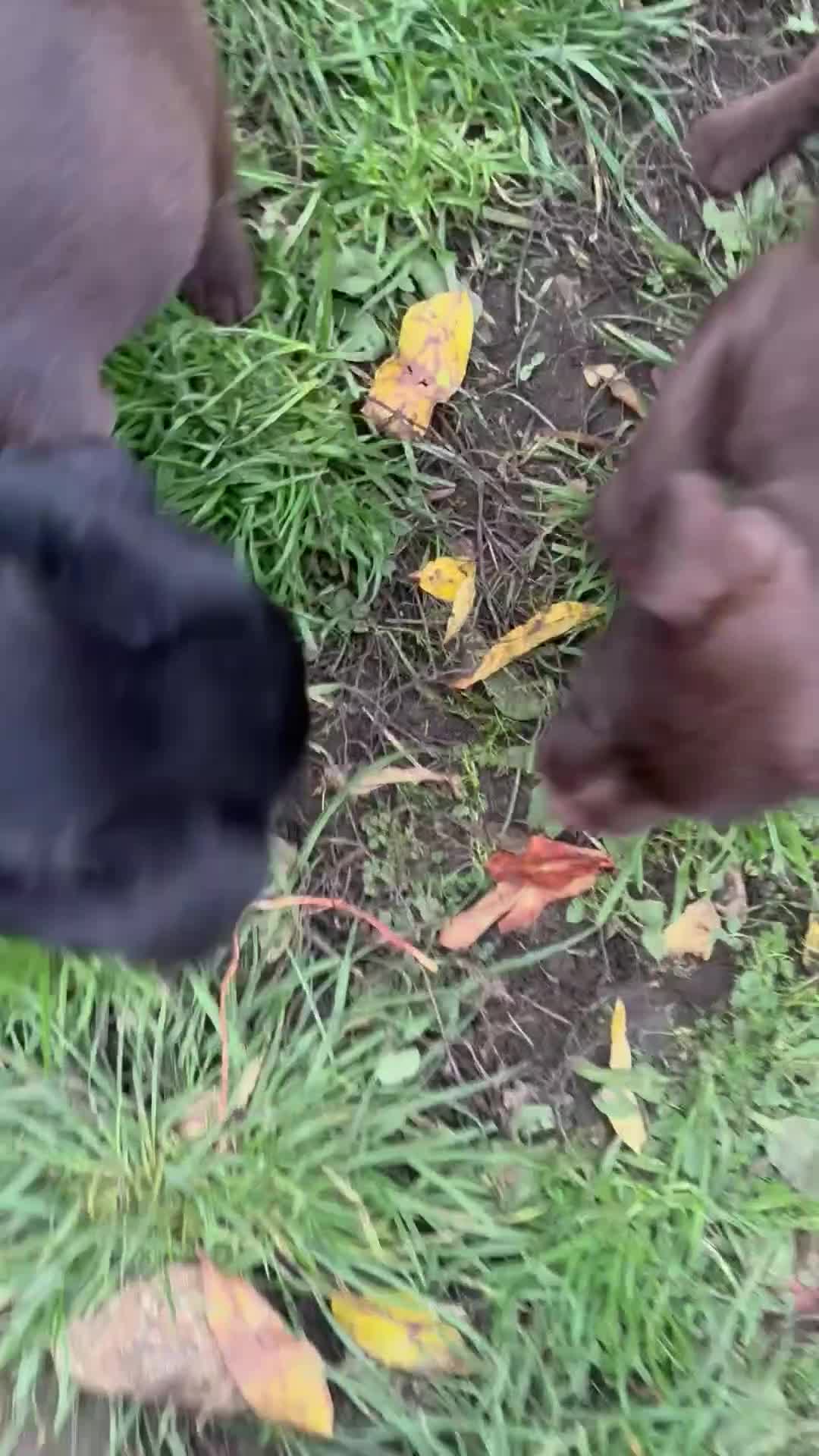 Patterdale Terrier dogs for sale: Perfect patterdale puppies - Video 1