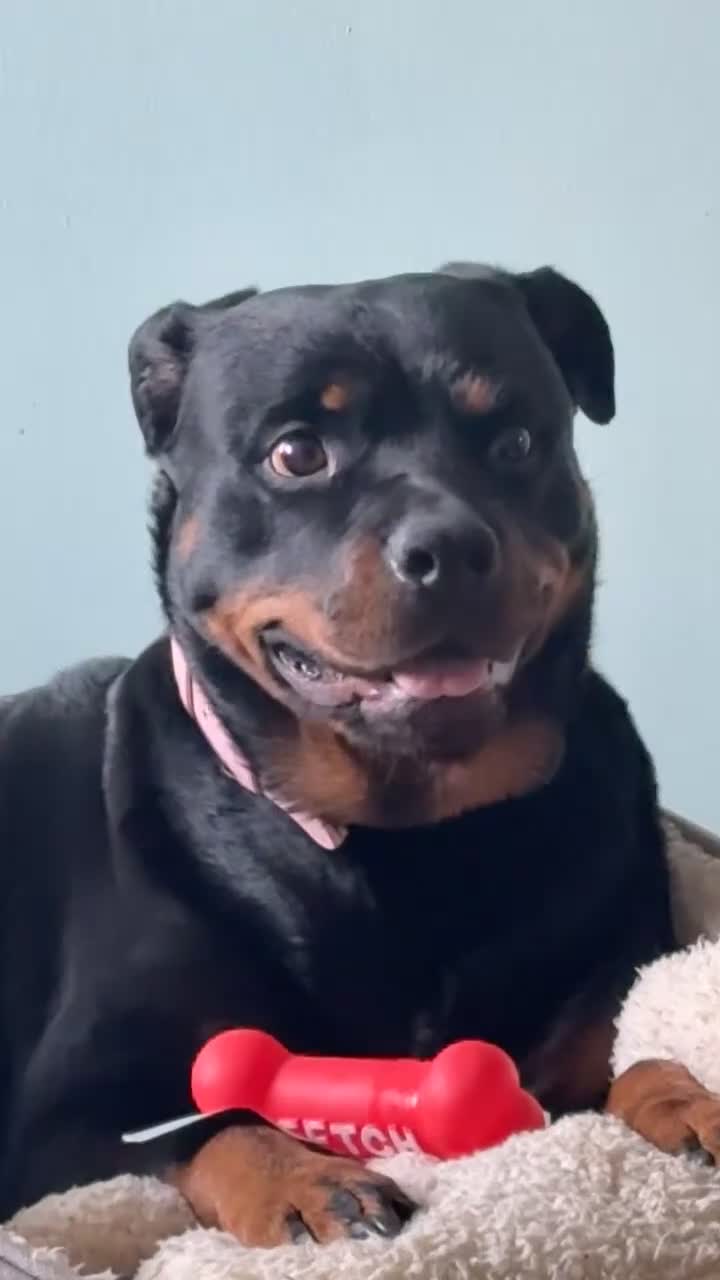 Rottweiler dogs for sale: Zulu 4 year old Rottweiler  - Video 1