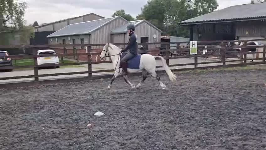 Welsh Section A horses for sale: Welsh A, gelding  in Wrexham - Video 2