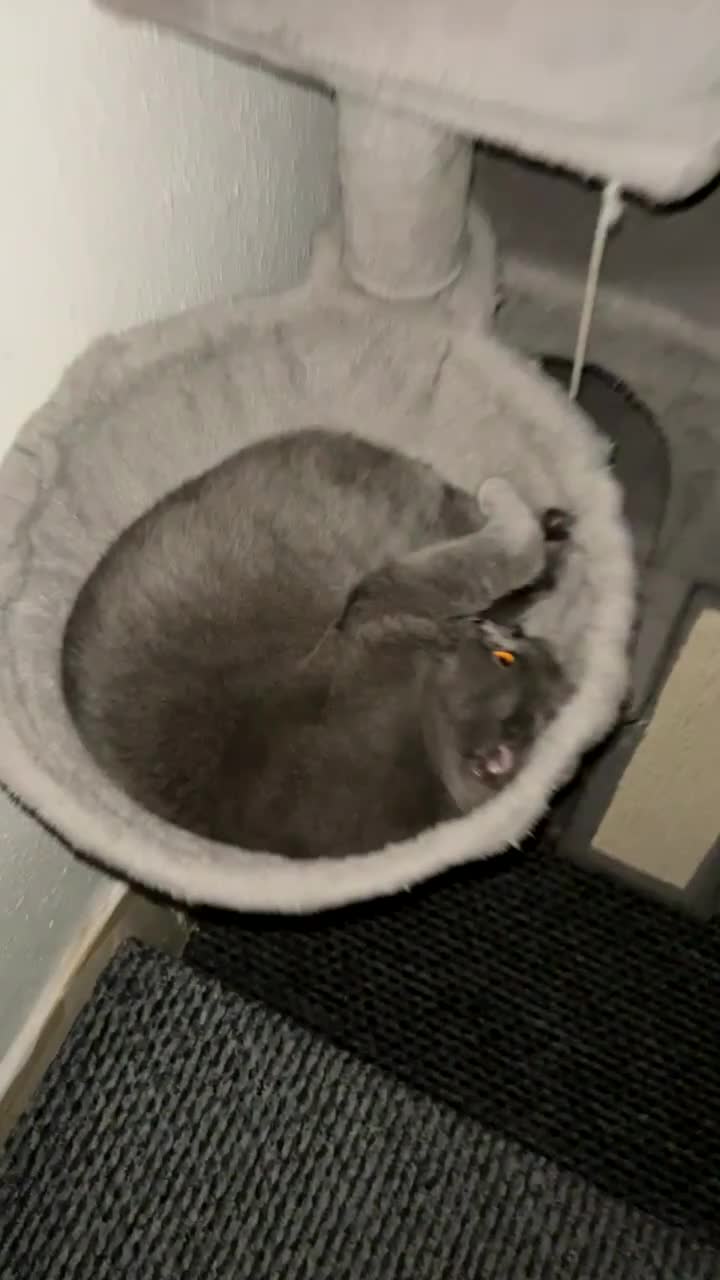 British Shorthair cats for sale: “Blue” British shorthair female  - Video 2