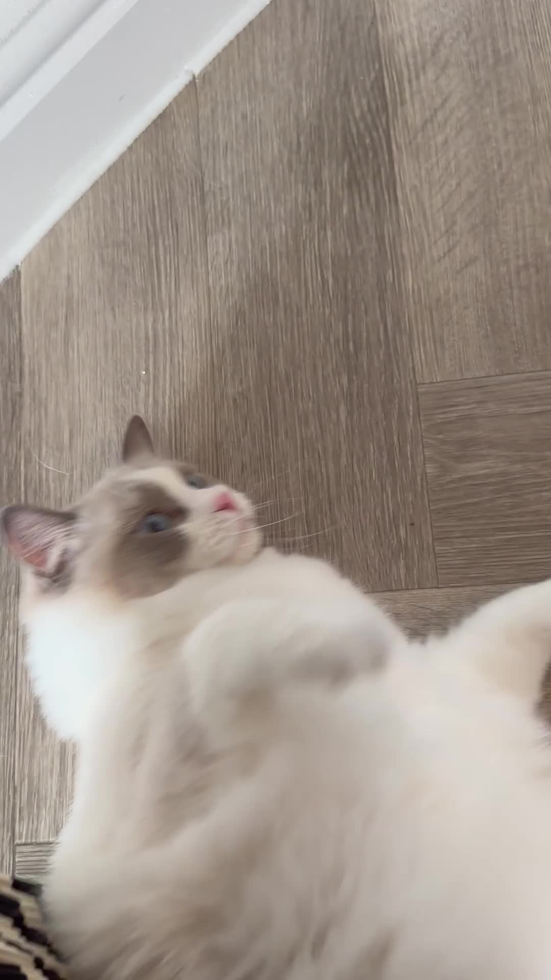 Ragdoll cats for sale:  🇪🇺Show quality European lines ragdoll girl 🩷 - Video 1