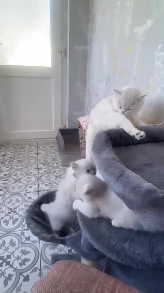 British Longhair cats for sale: ⭐️ BEAUTIFUL BLH & BSH FEMALE KITTENS   ⭐️ - Video 3