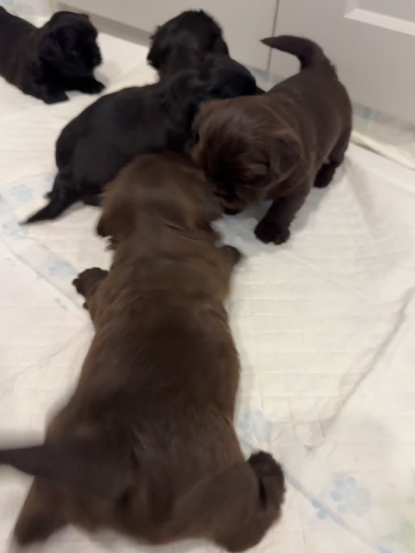 Shih Tzu dogs for sale: ✨ Exceptional Shih Tzu Puppies – Available✨ - Video 3