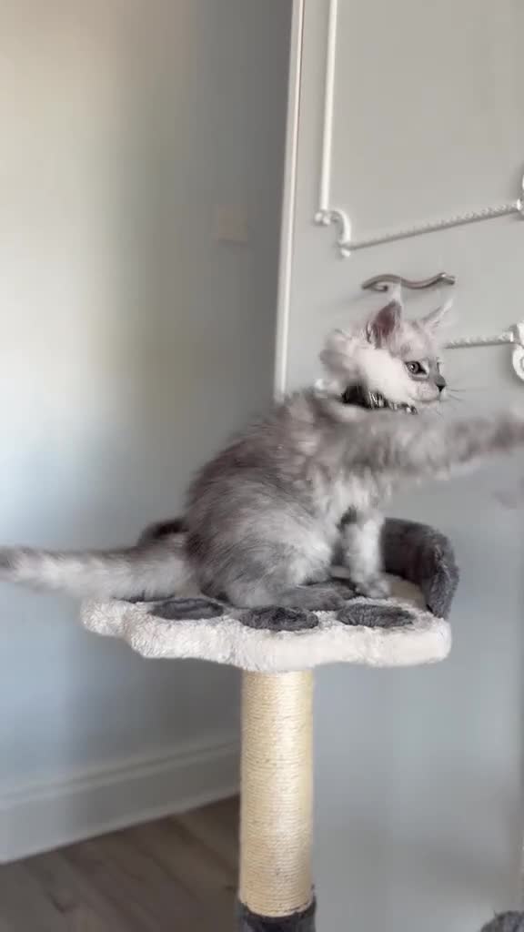 Maine Coon cats for sale: Stunning Smoke Maine Coon Kittens⭐ - Video 3