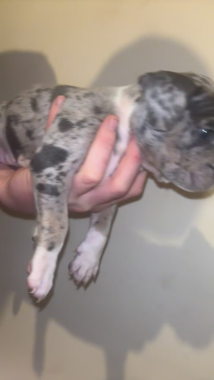 American Bully dogs for sale: pocket bully pups - Video 1