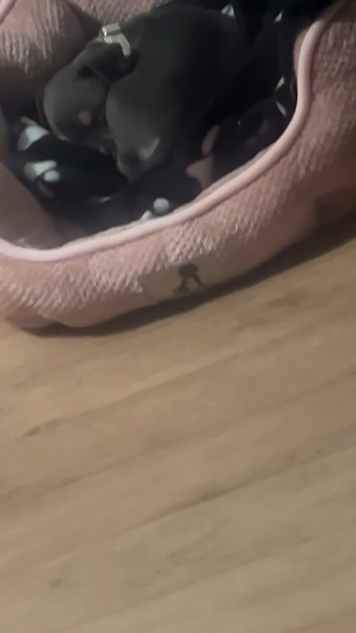 Mixed Breed dogs for sale: Beautiful staffy x bullmastiff  - Video 2