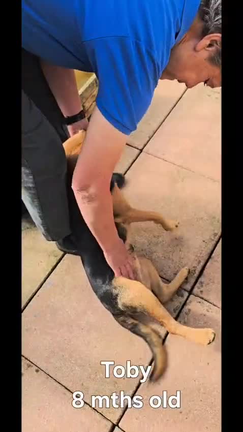 Mixed Breed dogs for adoption: Toby the Terrier - Video 1
