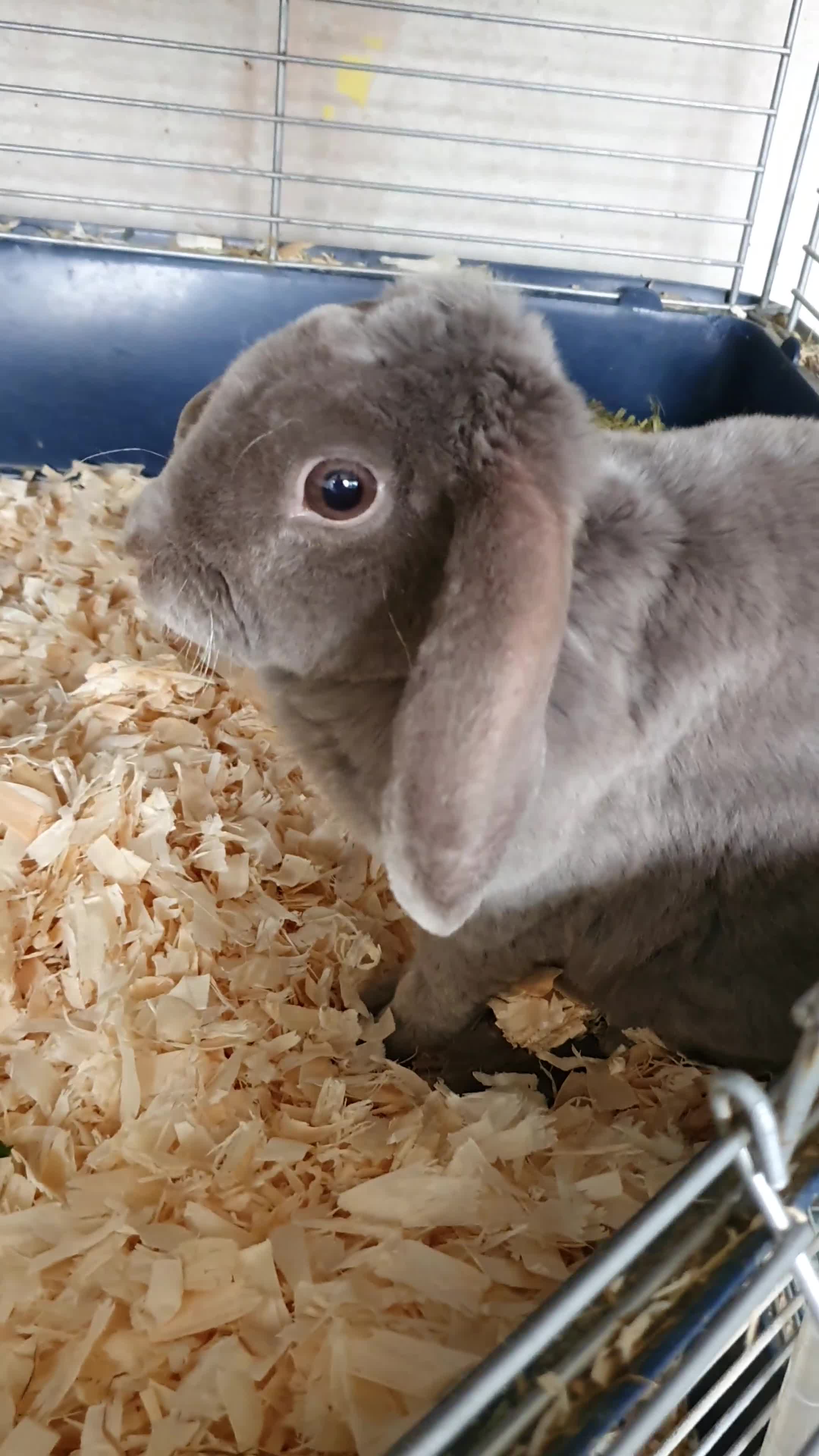 Mini Lop rabbits for sale: Gorgeous mini plush doe - Video 1