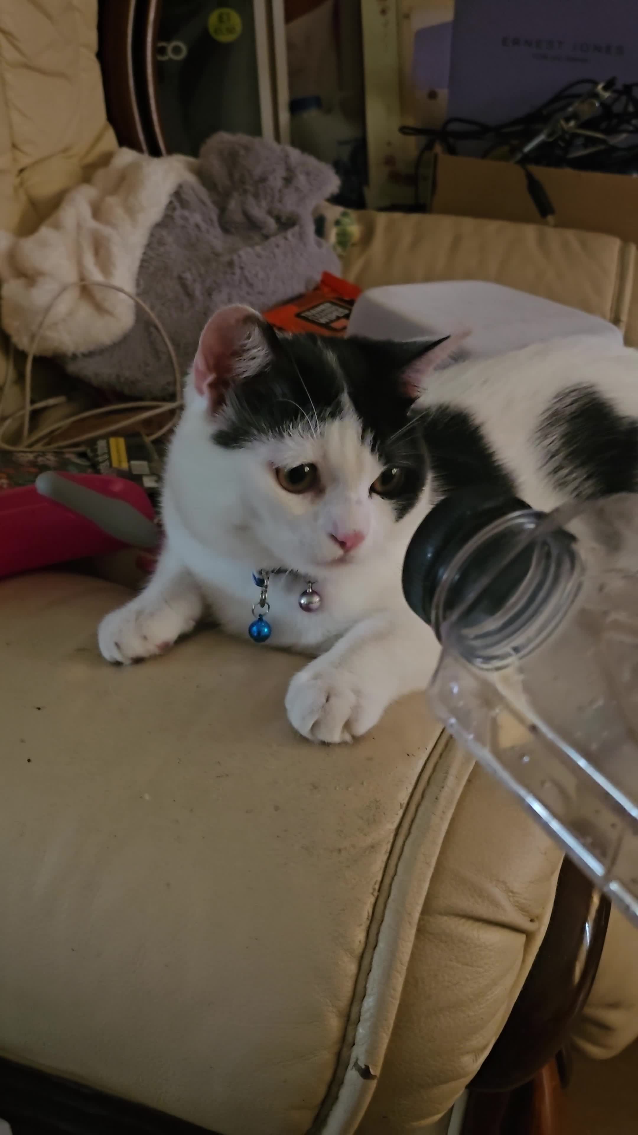 British Shorthair cats for sale: Mixed Domestic & British short-hair kittens £25 - Video 1