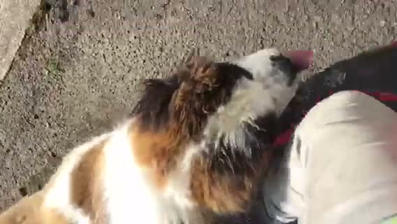 Saint Bernard dogs for sale: Rough Coated Pure St. Bernards - Video 3