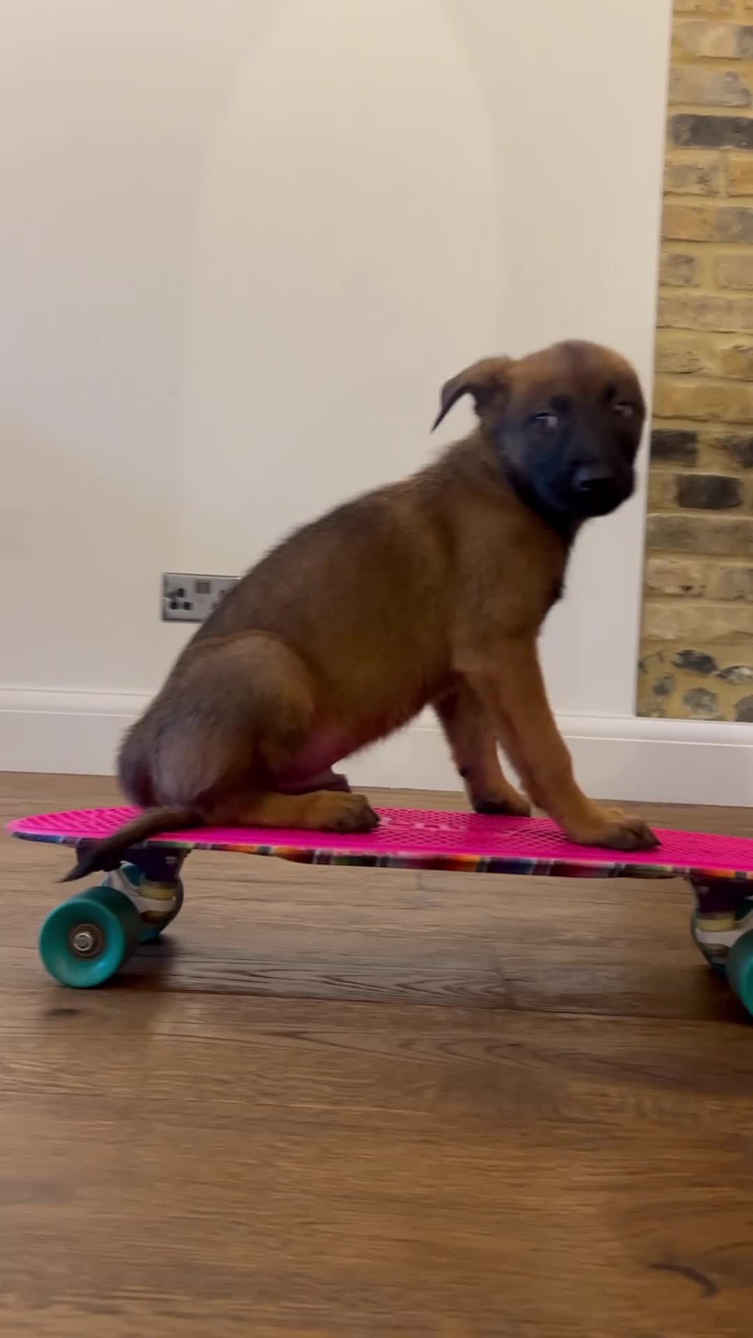 Belgian Shepherd Dog dogs for sale: Extraordinary Belgian Malinois puppies  - Video 3