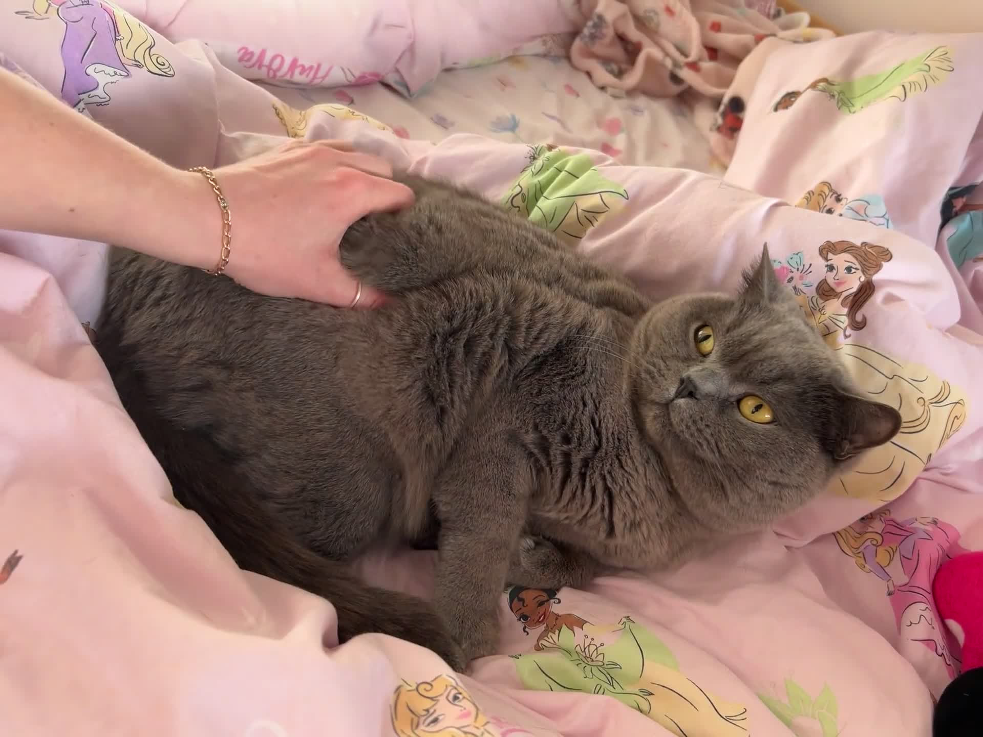 British Shorthair cats for sale: BSH boy for rehoming - Video 2